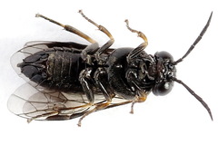 Caliroa varipes