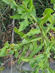 Cirsium arvense