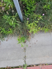 Cirsium arvense