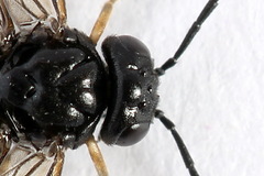 Caliroa varipes