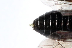 Caliroa varipes