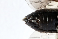 Caliroa varipes