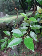 Lindera akoensis