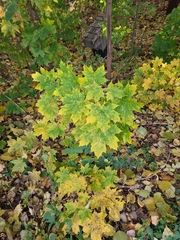 Acer platanoides