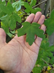 Acer campestre