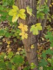 Acer campestre