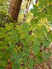 Acer campestre