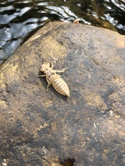 Lamelligomphus ringens