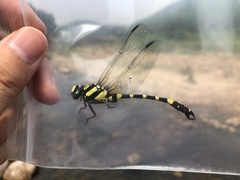 Lamelligomphus ringens