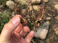 Lamelligomphus ringens