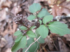 Cardamine flagellifera