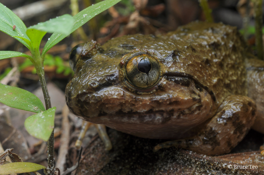 Broad-Headed Creek Frog