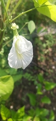 Clitoria ternatea albiflora