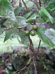 Lindera akoensis