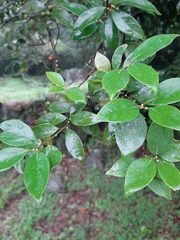 Lindera akoensis