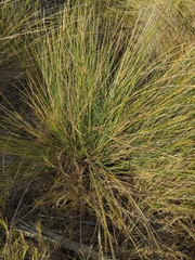 Poa poiformis