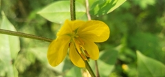 Senna occidentalis