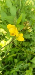 Senna occidentalis