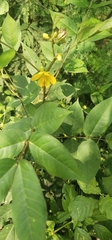 Senna occidentalis