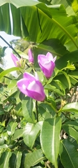 Cryptostegia