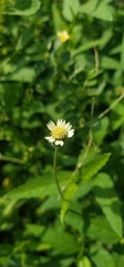Tridax procumbens