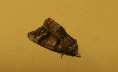 Chlumetia