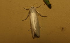 Scirpophaga excerptalis