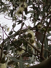 Eucalyptus globulus globulus