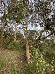 Eucalyptus globulus globulus