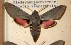 Hyles vespertilio