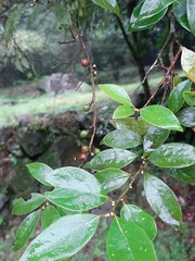Lindera akoensis