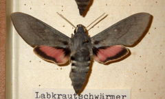 Hyles vespertilio