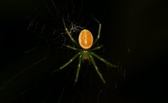 Araneus viridisomus