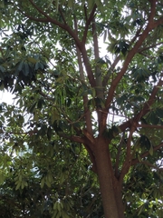 Alstonia