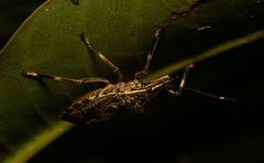Erthesina acuminata