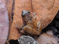 Microhyla nepenthicola