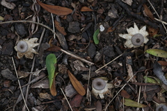 Geastrum tenuipes