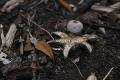 Geastrum tenuipes
