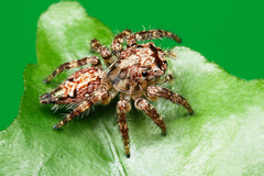 Anarrhotus fossulatus