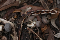 Geastrum tenuipes