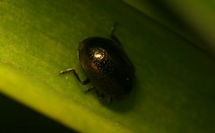 Pierryvettia