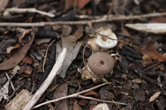 Geastrum tenuipes