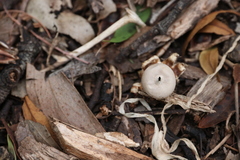 Geastrum tenuipes