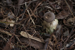 Geastrum tenuipes