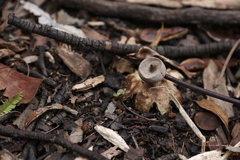Geastrum tenuipes