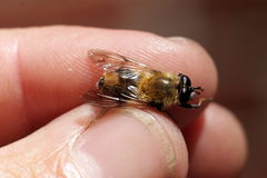 Criorhina floccosa