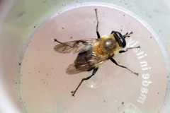 Criorhina floccosa