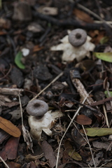 Geastrum tenuipes