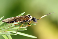 Cephalcia alpina