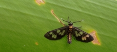 Eressa confinis